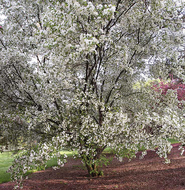 Tree 5116 v2