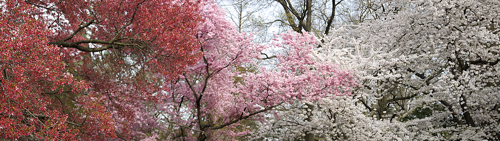 Trees 9736