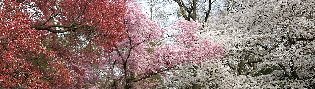 Trees 9736
