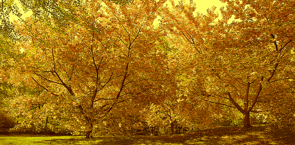 Trees 4844
