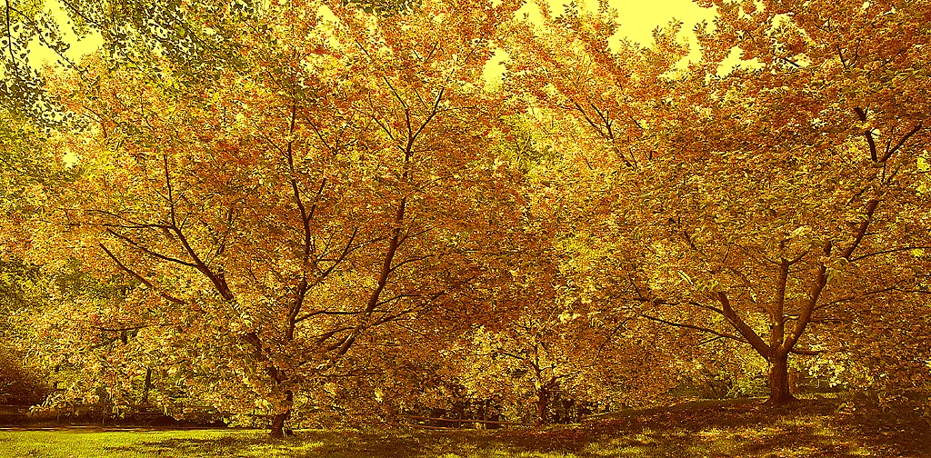 Trees 4844