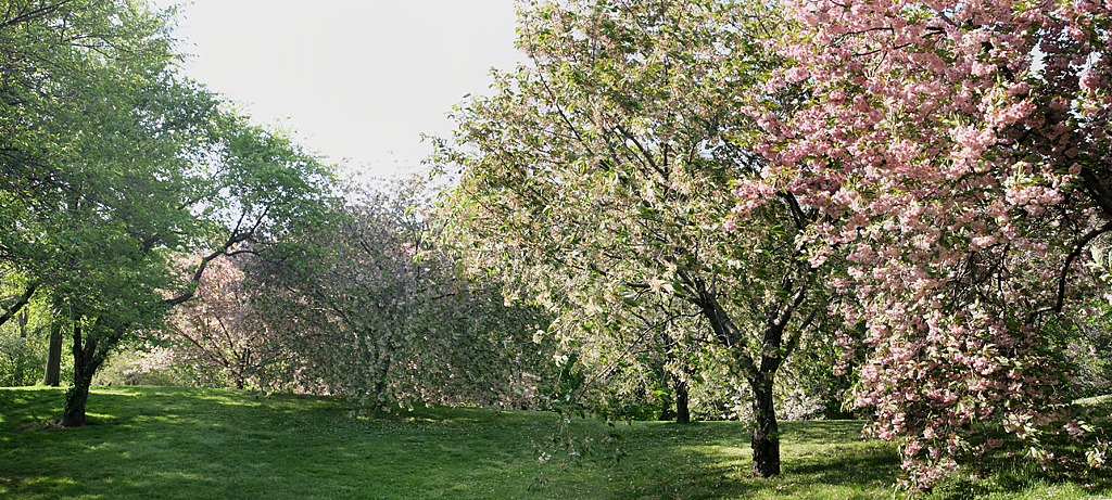 Trees 4895