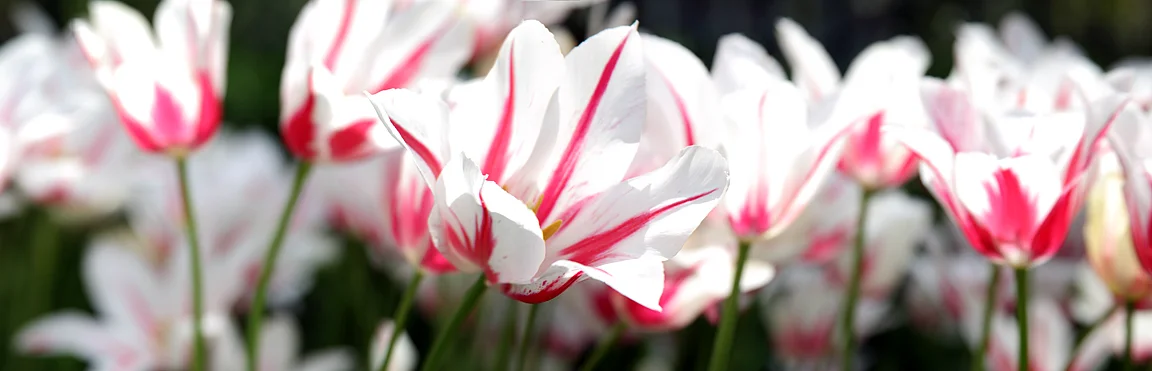 Lilies 459