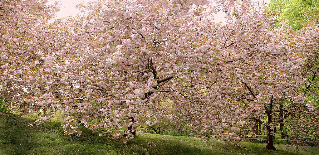 Tree 4221