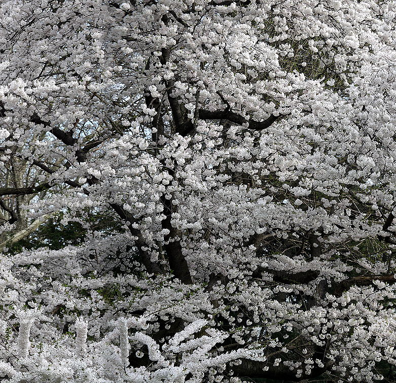 Trees 9739