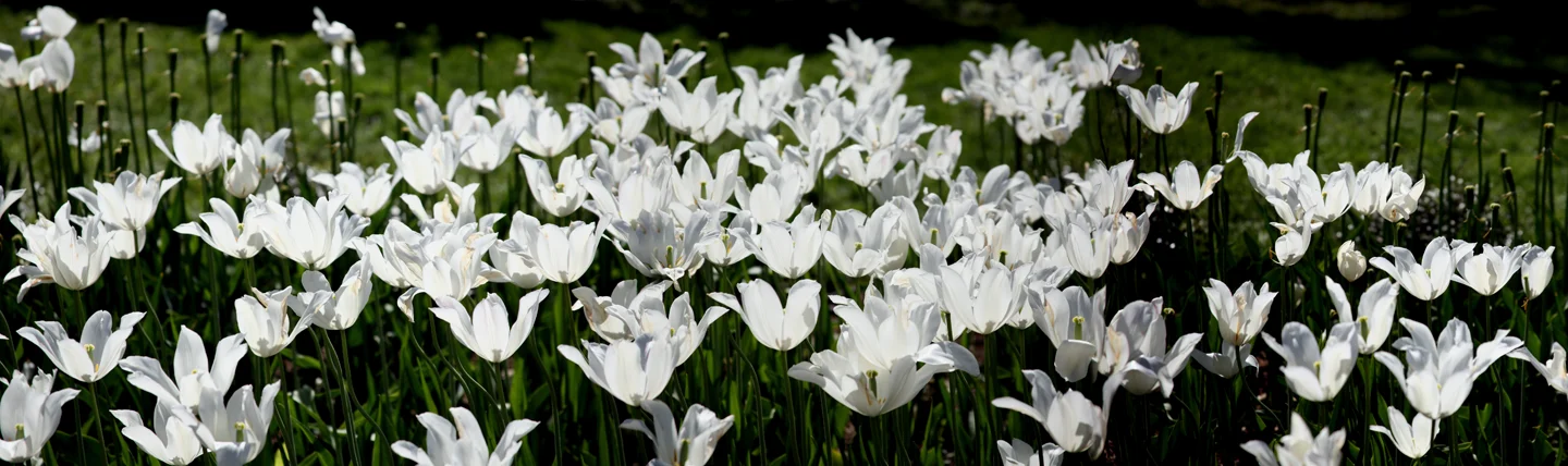 Tulips 749