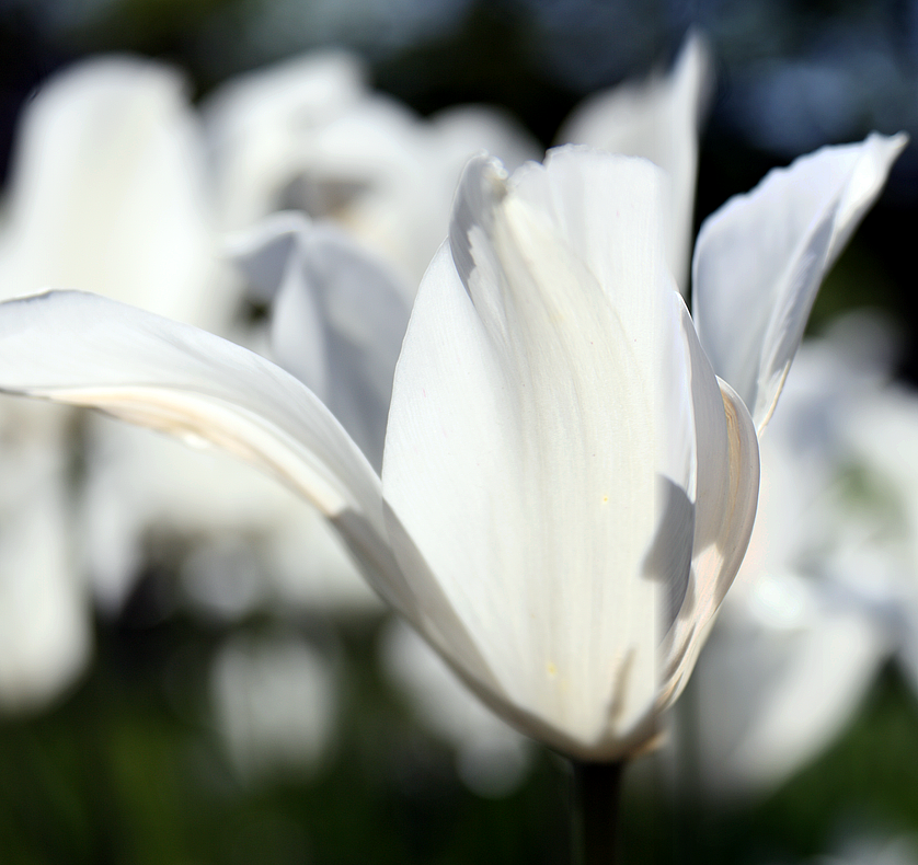 Tulips 723
