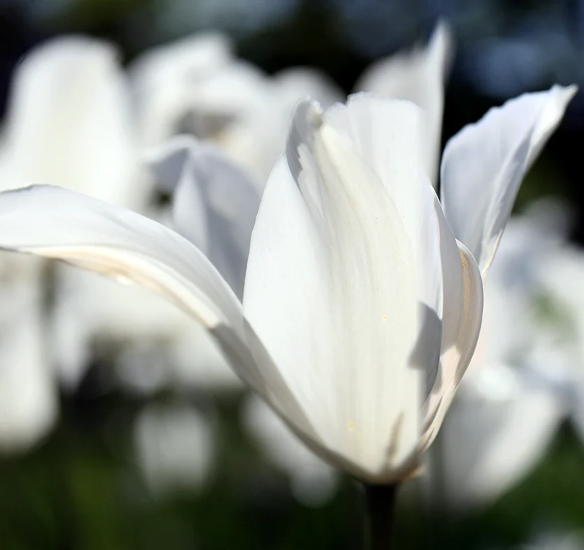 Tulips 723