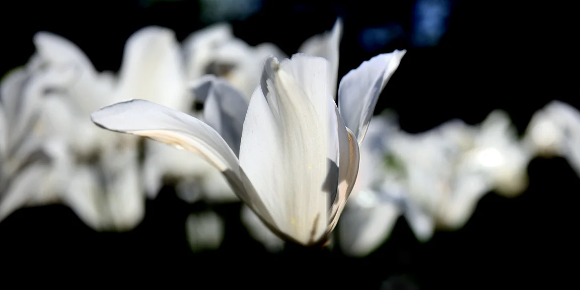 Tulips 723