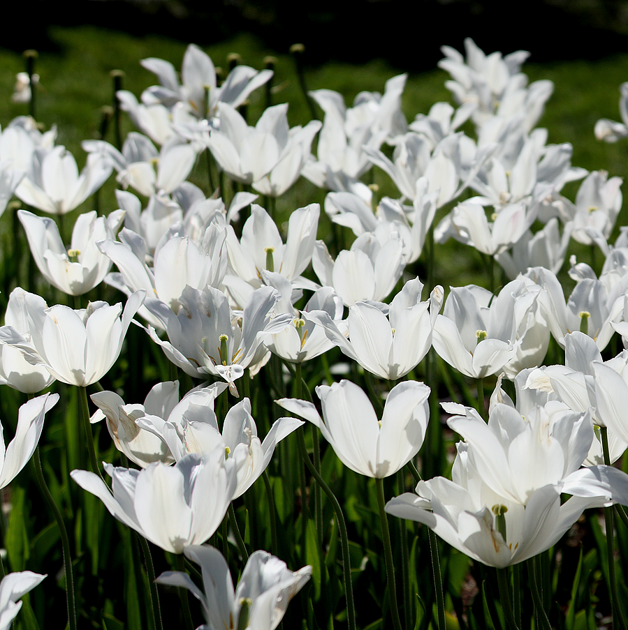 Tulips 749