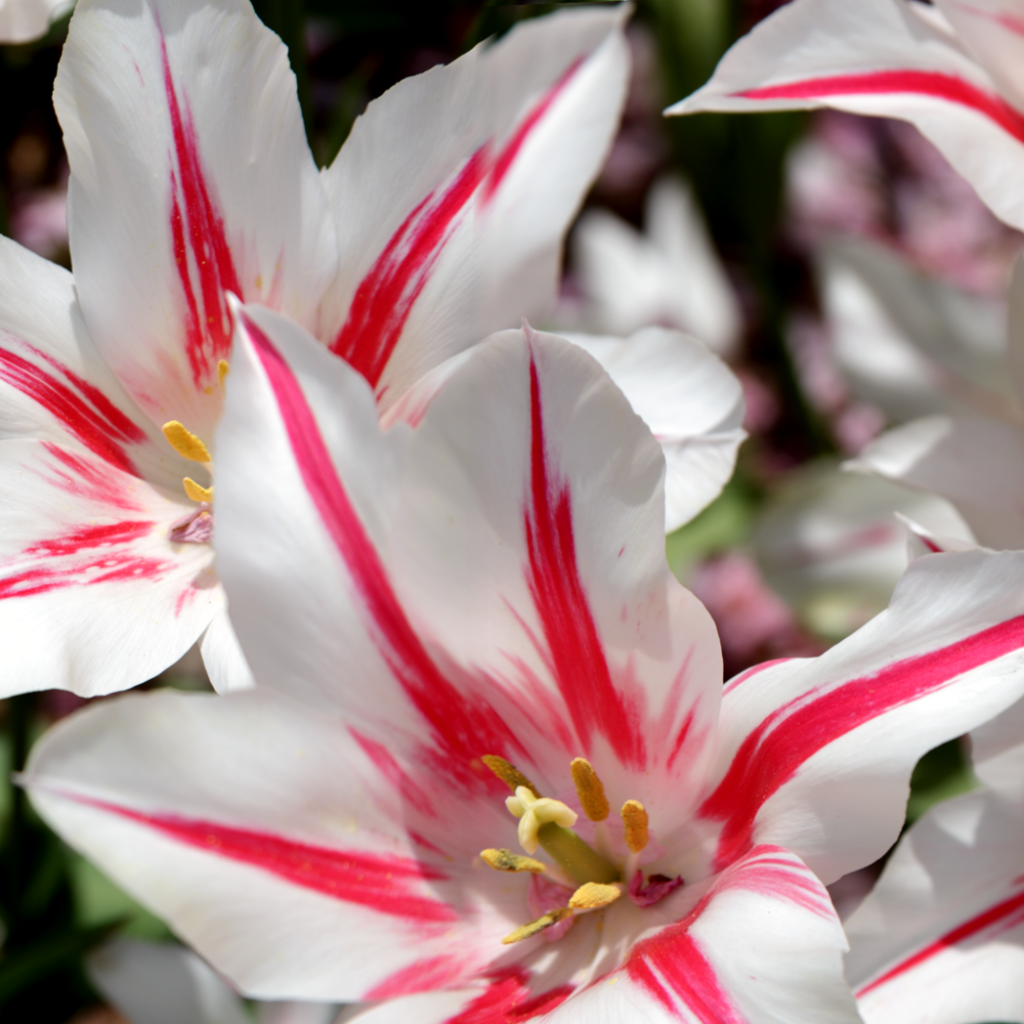 Lilies 459